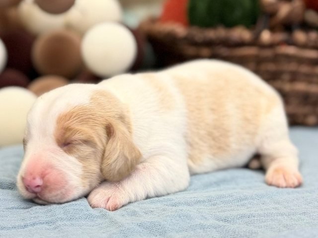 A newborn lemon and white beagle puppy asleep, with pale lemon patches on the ear and back