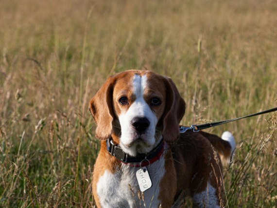 An adult red and white beagle standing on a leash in tall summer grass