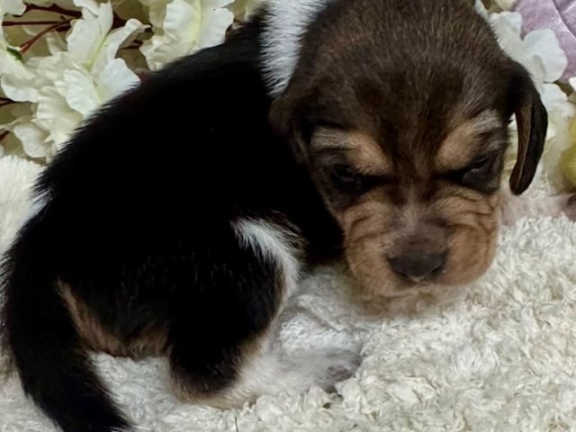 Tricolor beagle puppy at Beagle Brook